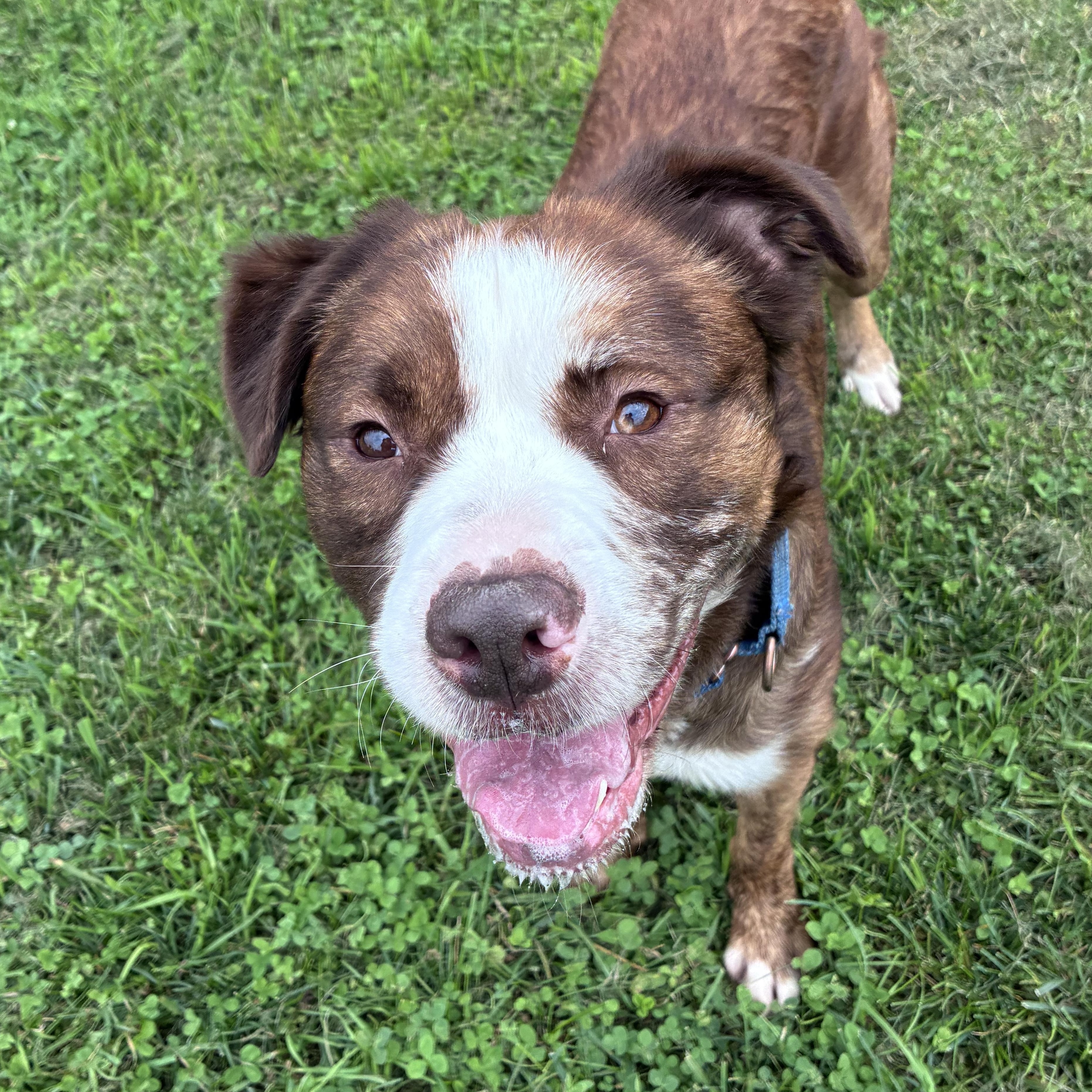 Enlarge Goku, a Adoptable mixed breed in Amsterdam, NY image 1/6