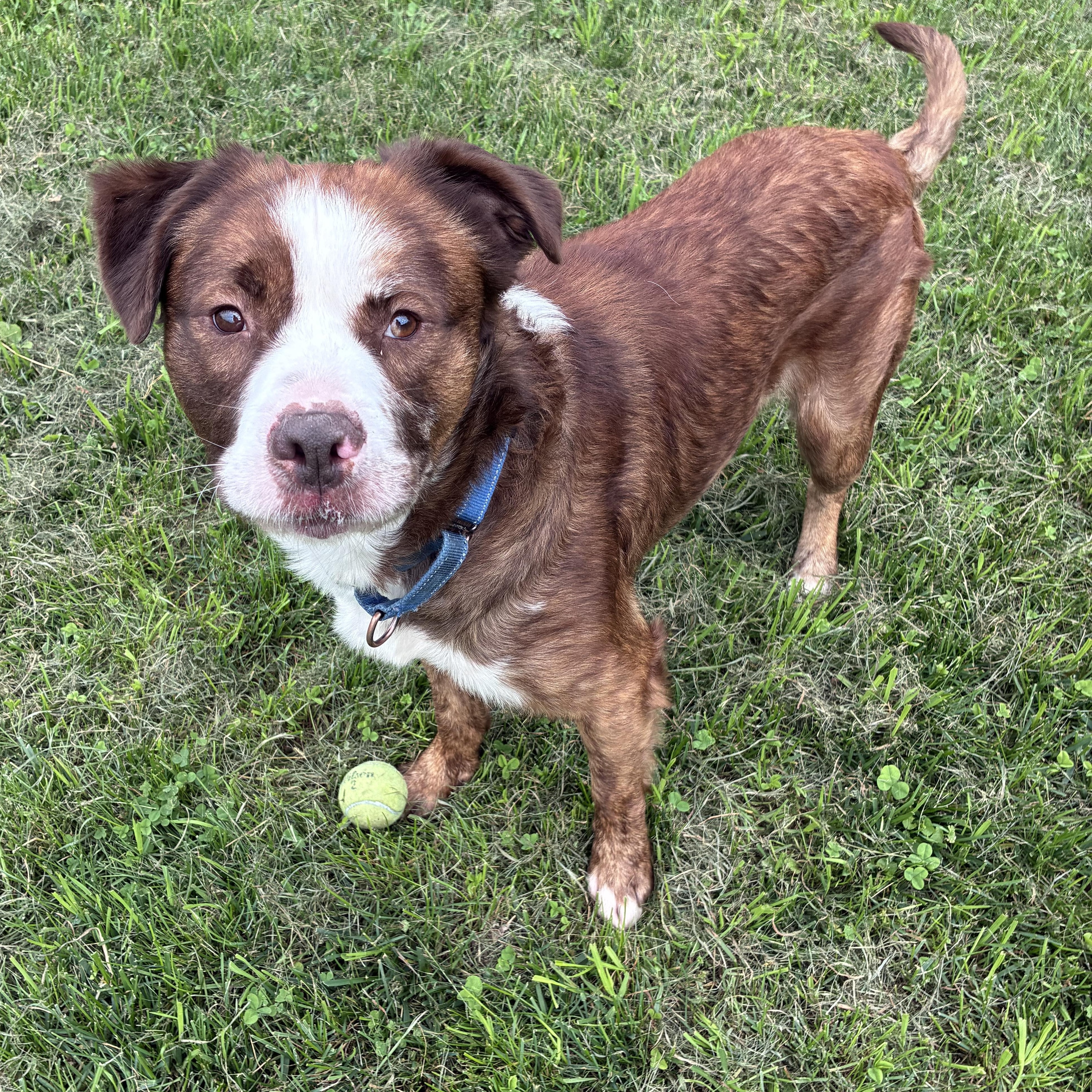 Enlarge Goku, a Adoptable mixed breed in Amsterdam, NY image 2/6