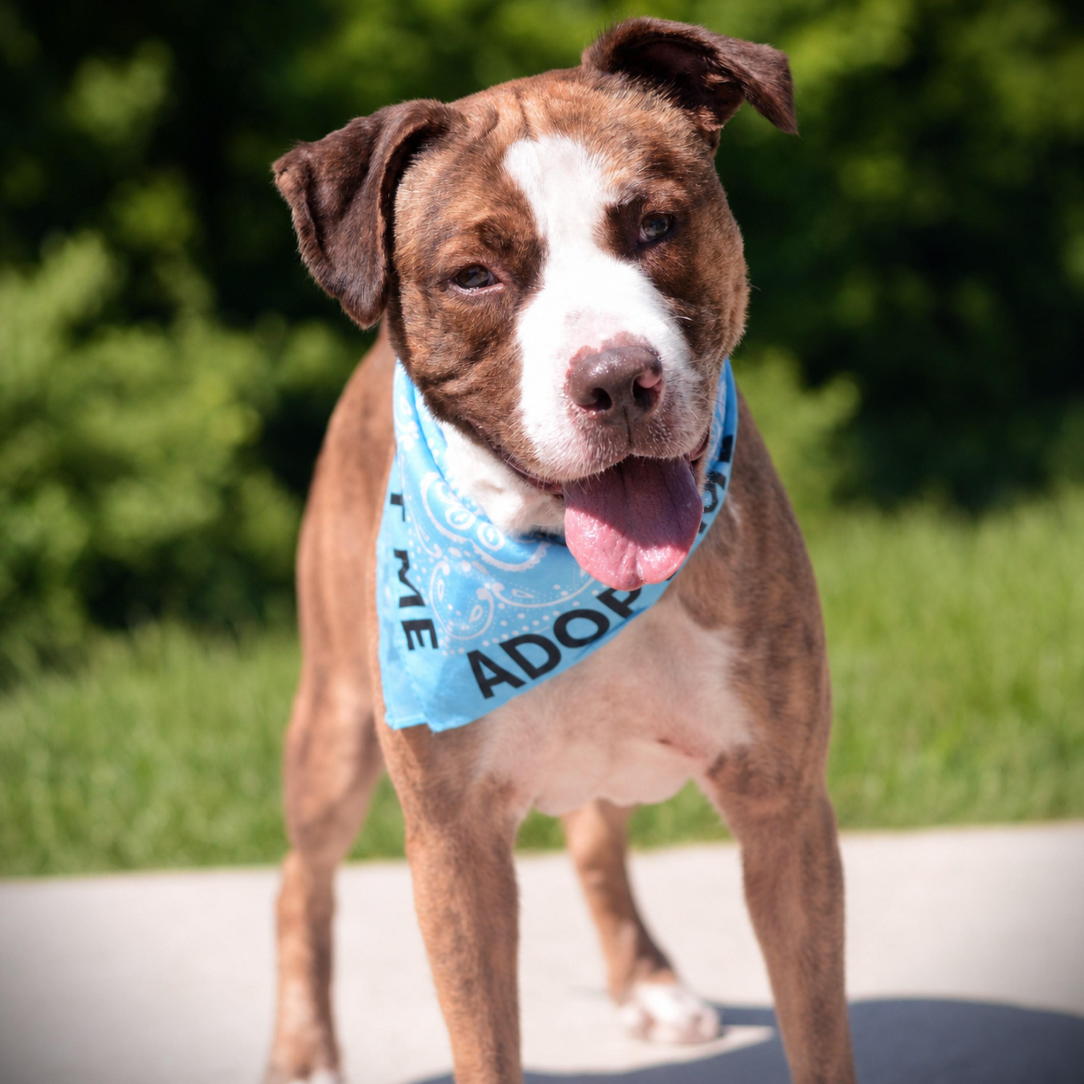 Goku, an adoptable mixed breed in Amsterdam, NY image 1/3