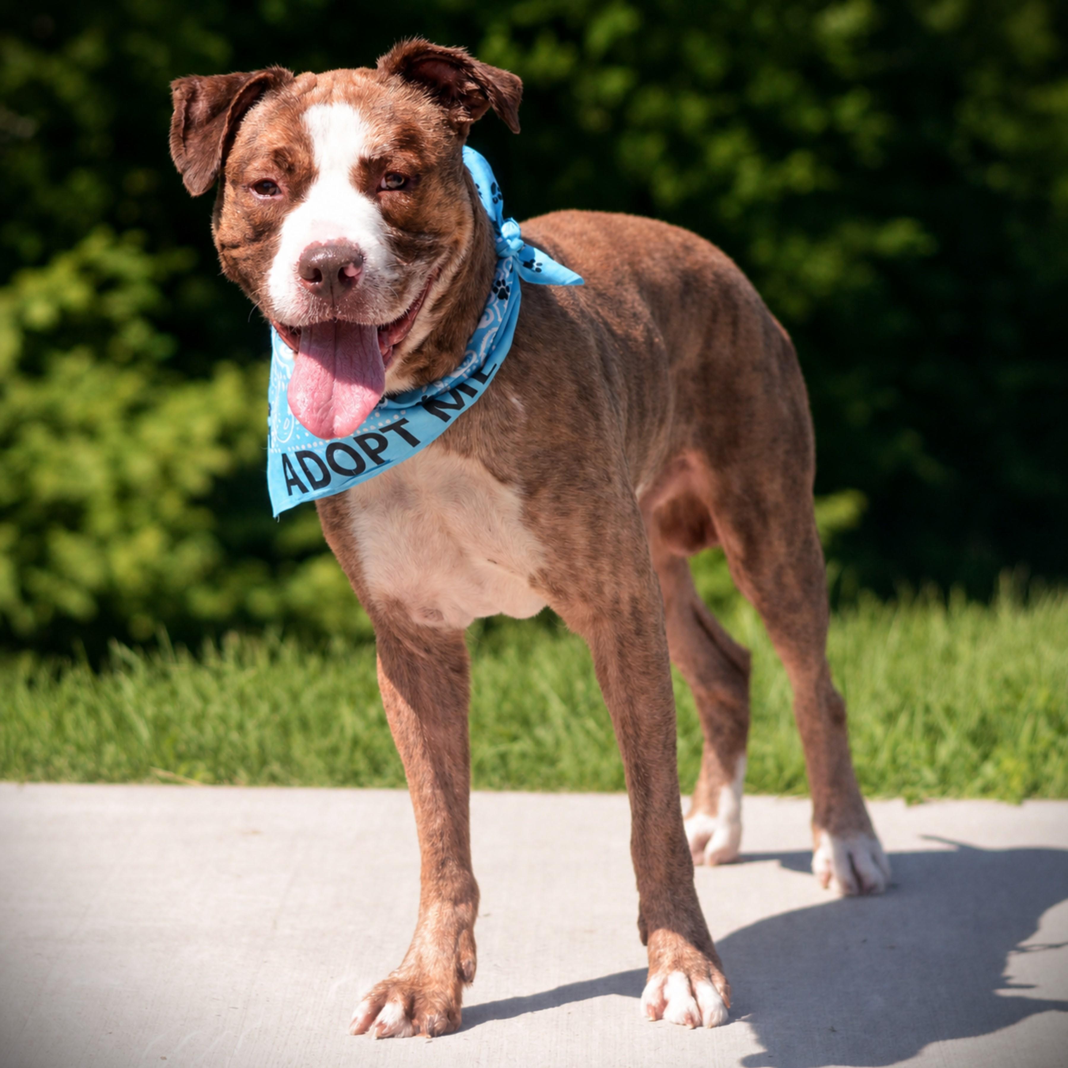 Goku, an adoptable mixed breed in Amsterdam, NY image 3/3
