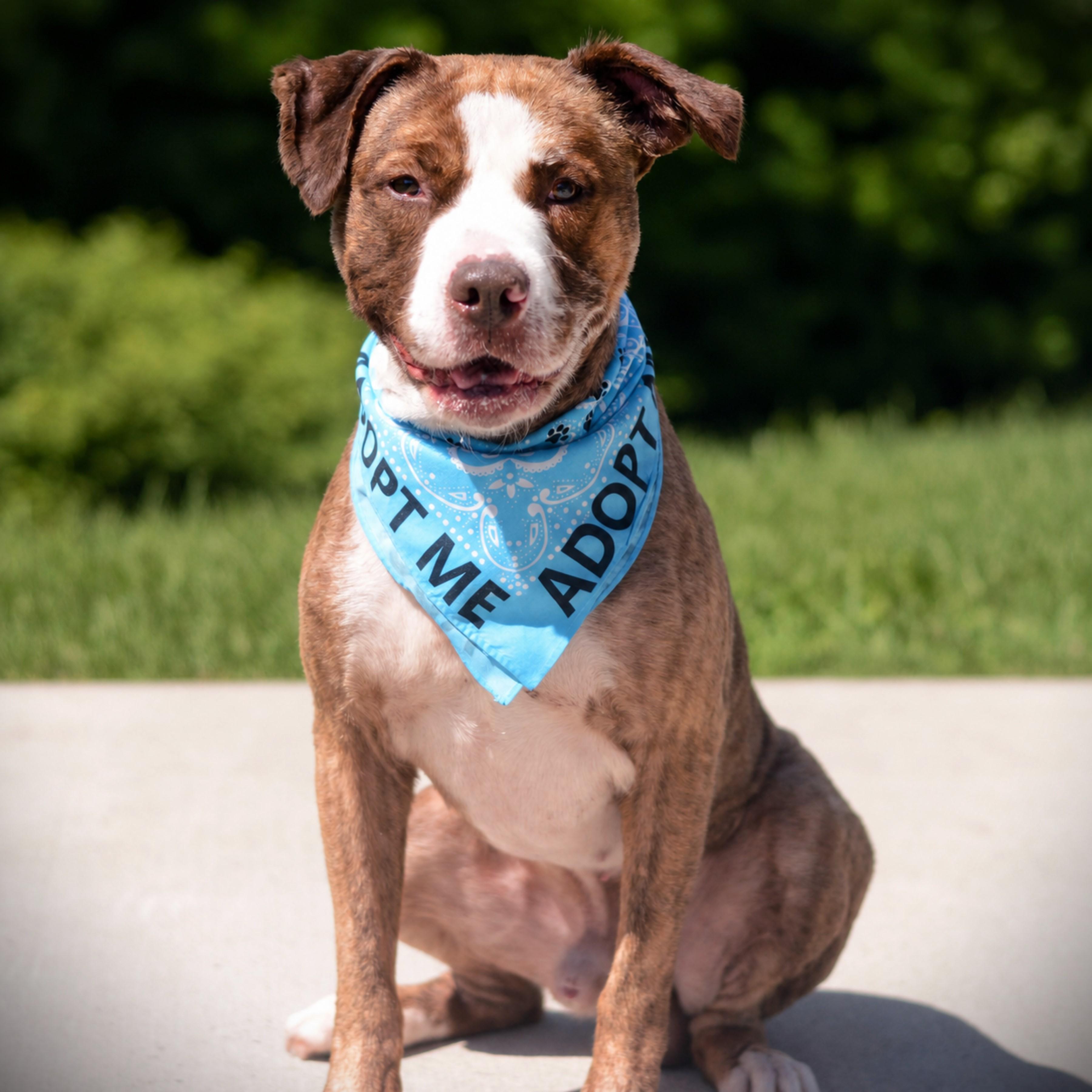 Goku, an adoptable mixed breed in Amsterdam, NY image 2/3