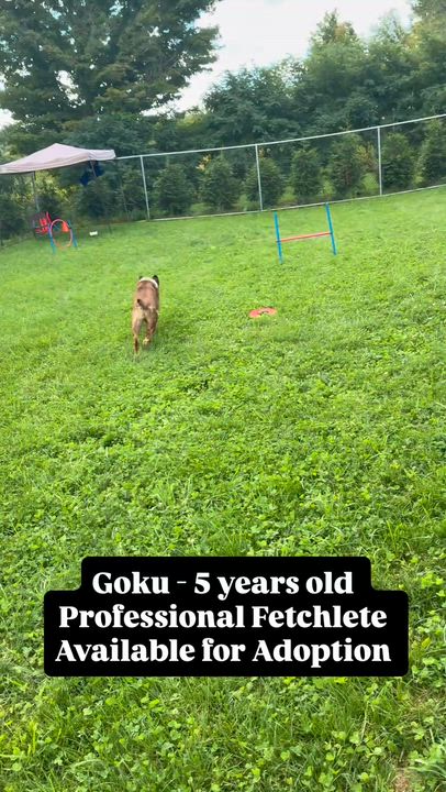 Enlarge Goku, a Adoptable mixed breed in Amsterdam, NY video 3/6