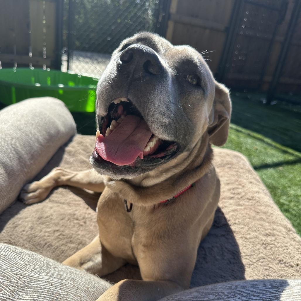 Enlarge Sam, a Adoptable mixed breed in Naperville, IL image 1/5