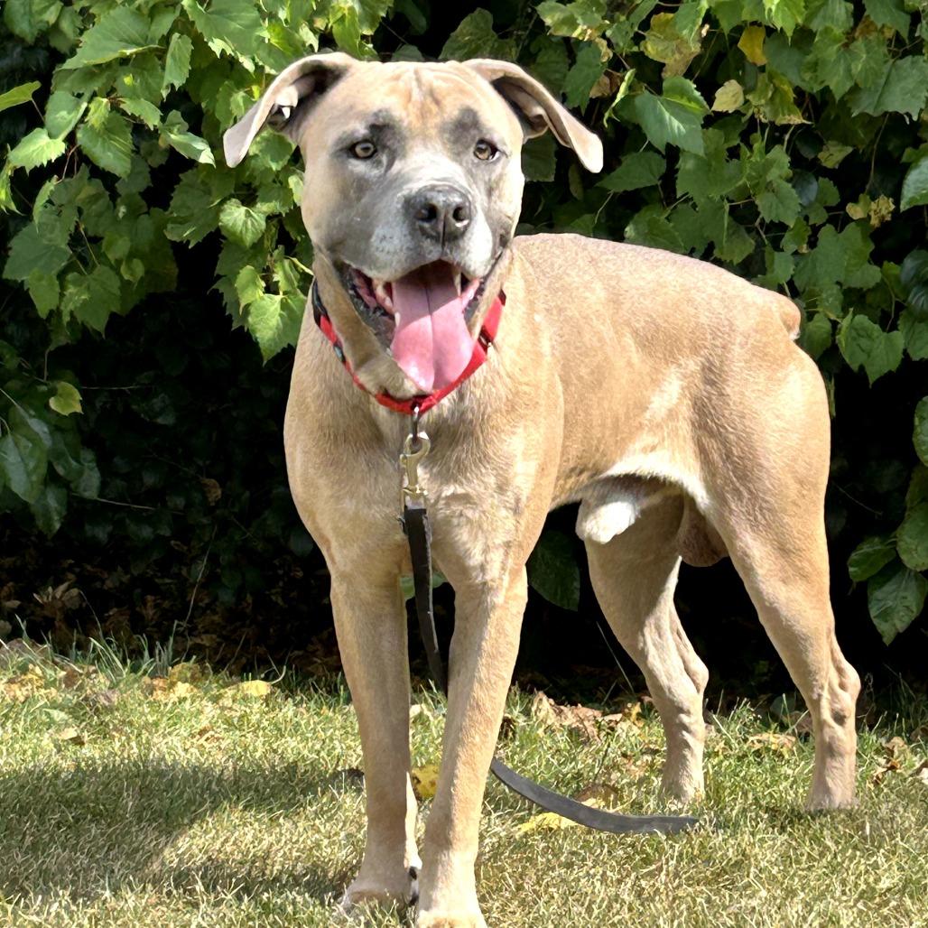 Enlarge Sam, a Adoptable mixed breed in Naperville, IL image 2/5