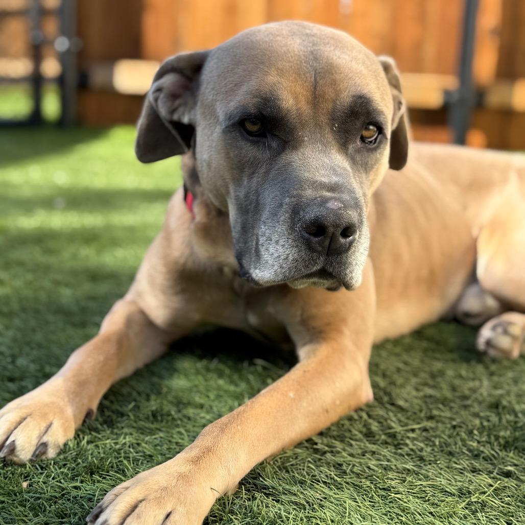 Enlarge Sam, a Adoptable mixed breed in Naperville, IL image 3/5