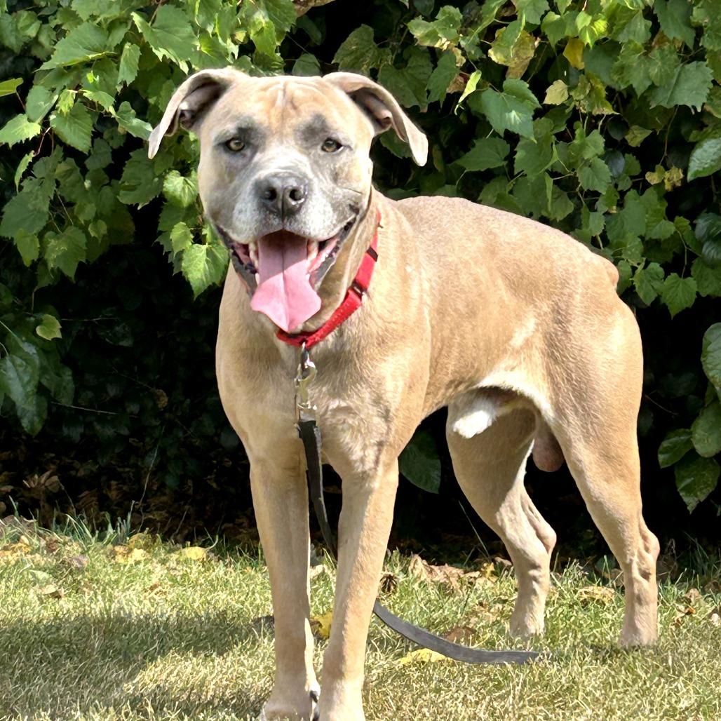 Enlarge Sam, a Adoptable mixed breed in Naperville, IL image 5/5