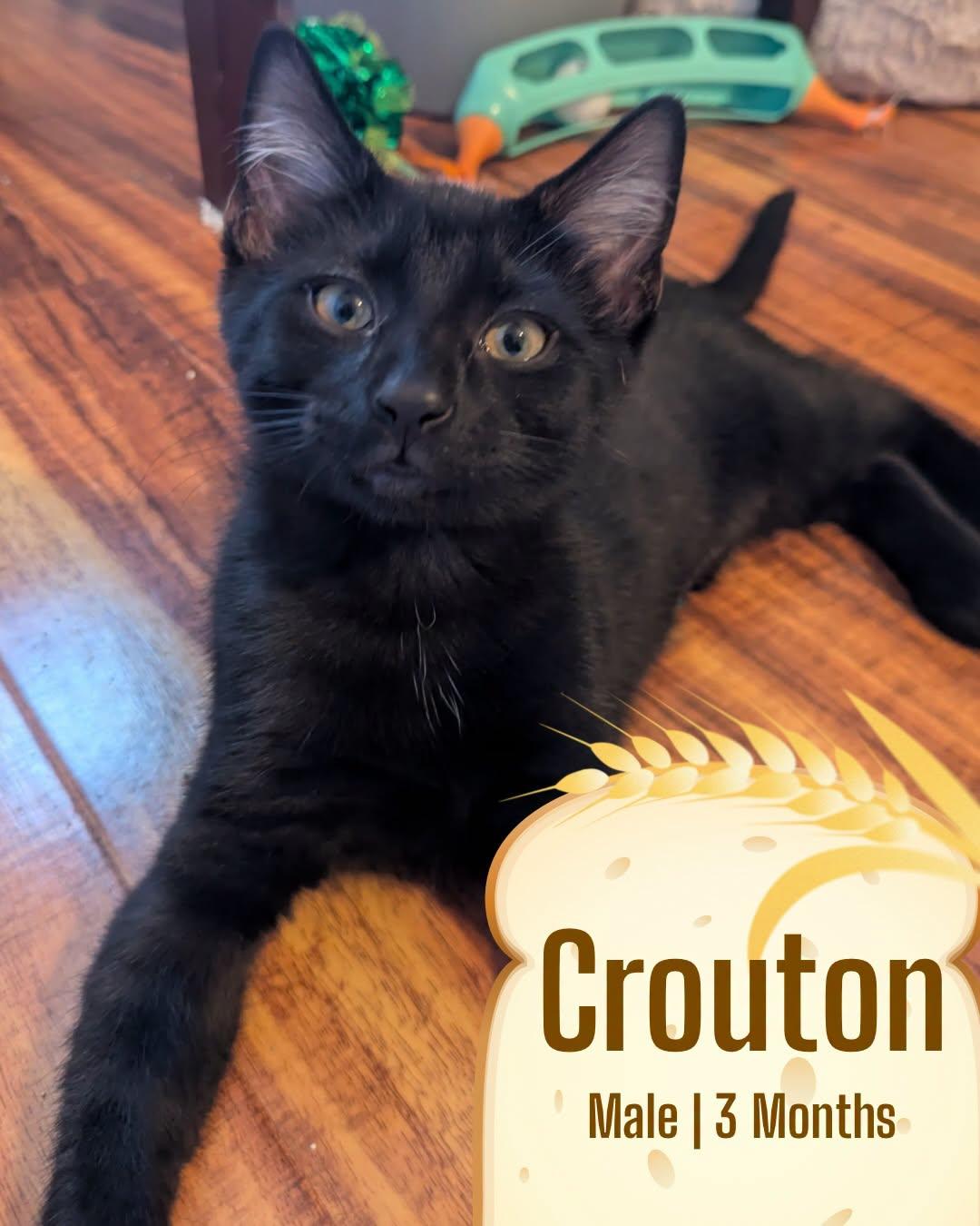 Crouton, Adoptable, Kitten Male Domestic Short Hair.