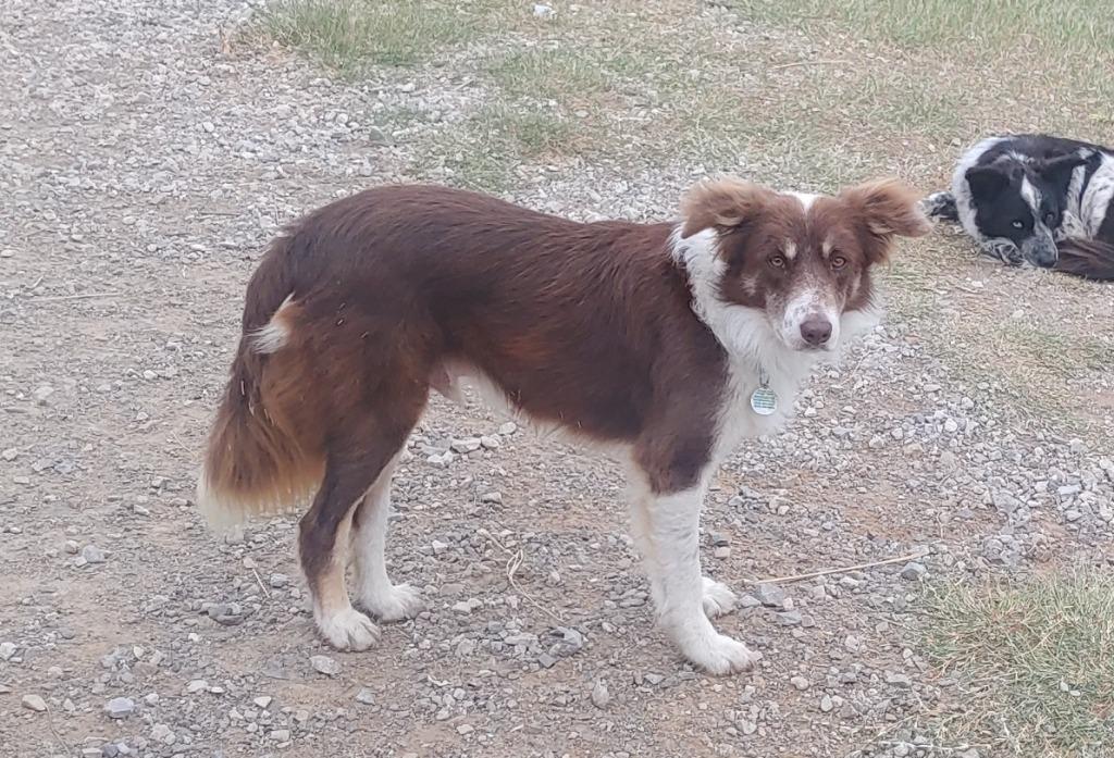 Enlarge Kirby, a Adoptable Border Collie in The Woodlands, TX image 1/6