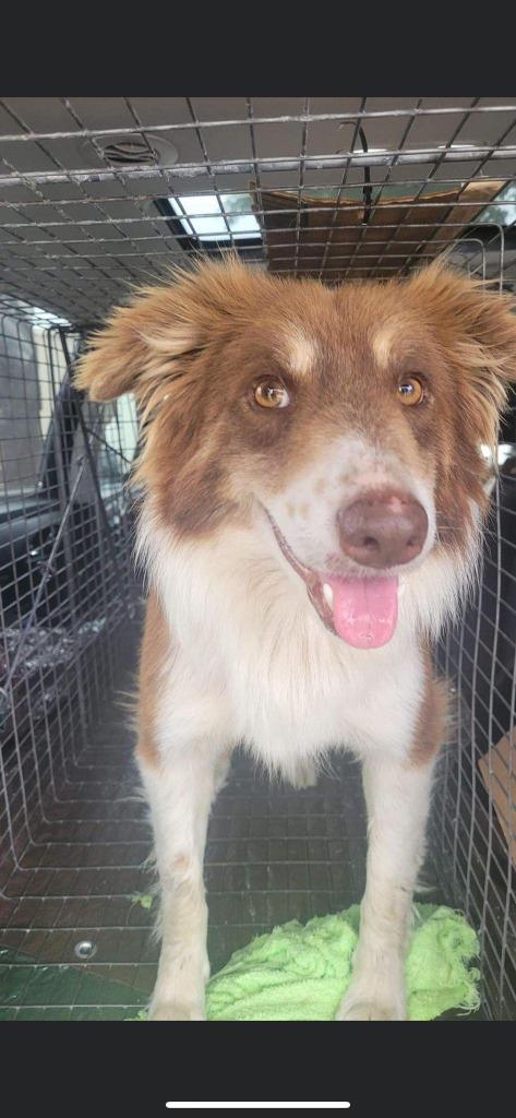 Enlarge Kirby, a Adoptable Border Collie in The Woodlands, TX image 4/6