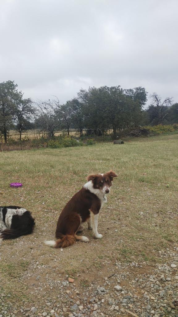 Enlarge Kirby, a Adoptable Border Collie in The Woodlands, TX image 5/6