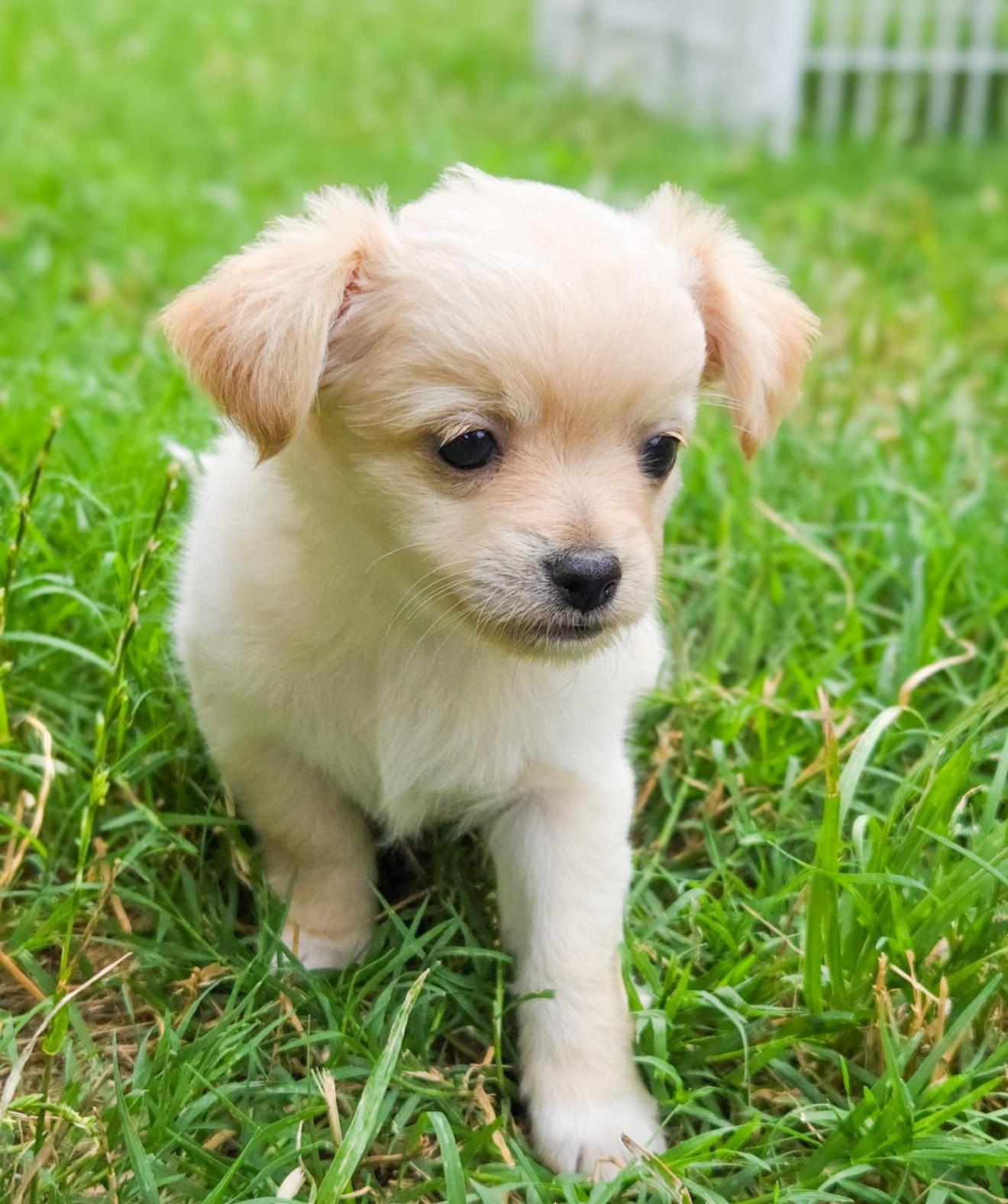 Brooks, Baby Female Chihuahua