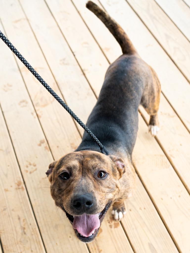 Enlarge Shorty *Sponsored adoption, a Adoptable Pit Bull Terrier in Christiansburg, VA image 1/5