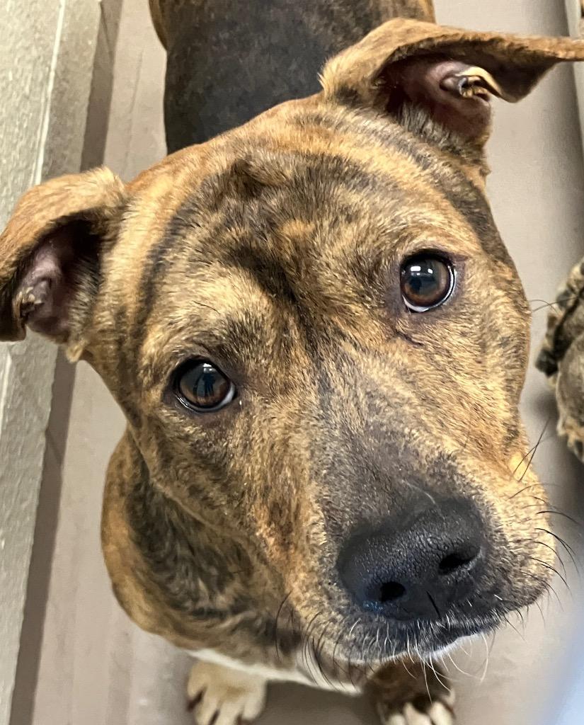 Enlarge Shorty *Sponsored adoption, a Adoptable Pit Bull Terrier in Christiansburg, VA image 2/5