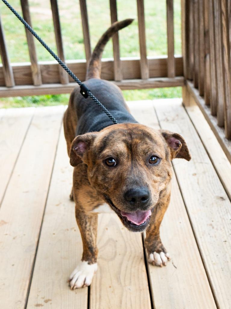 Enlarge Shorty *Sponsored adoption, a Adoptable Pit Bull Terrier in Christiansburg, VA image 3/5