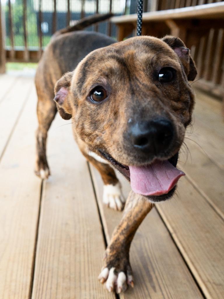 Enlarge Shorty *Sponsored adoption, a Adoptable Pit Bull Terrier in Christiansburg, VA image 4/5