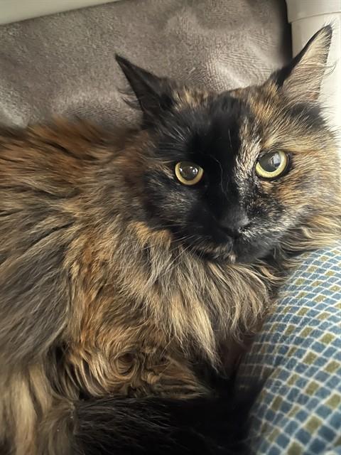 SUGAR, Adoptable, Senior Female Domestic Long Hair.