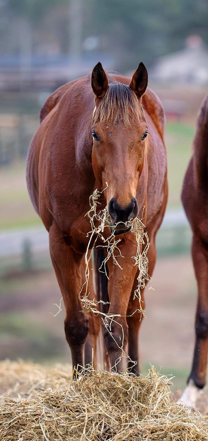 Enlarge Adios Papa Chico, a Adoptable Thoroughbred in Aiken, SC image 1/2