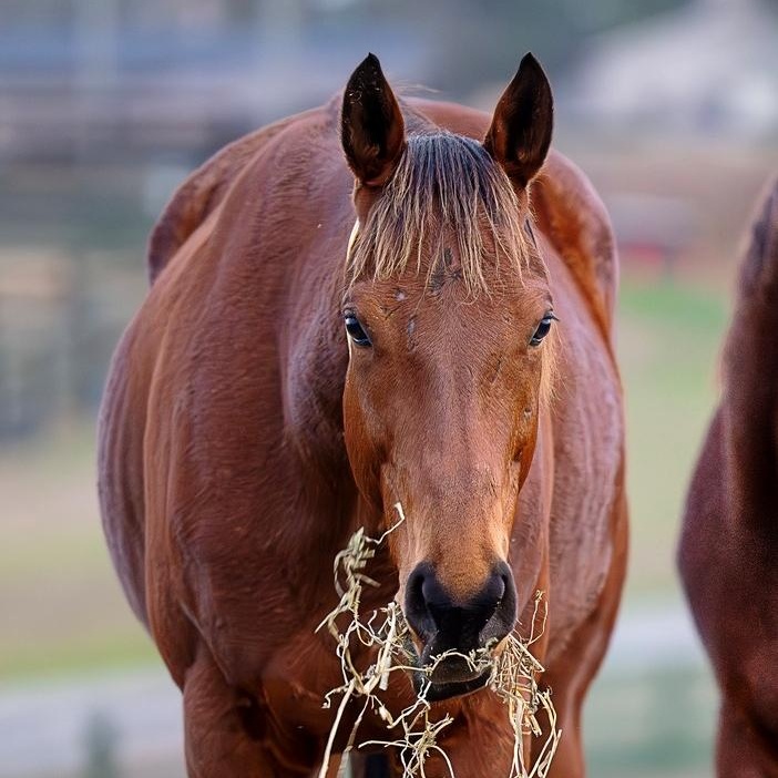 Enlarge Adios Papa Chico, a Adoptable Thoroughbred in Aiken, SC image 1/2