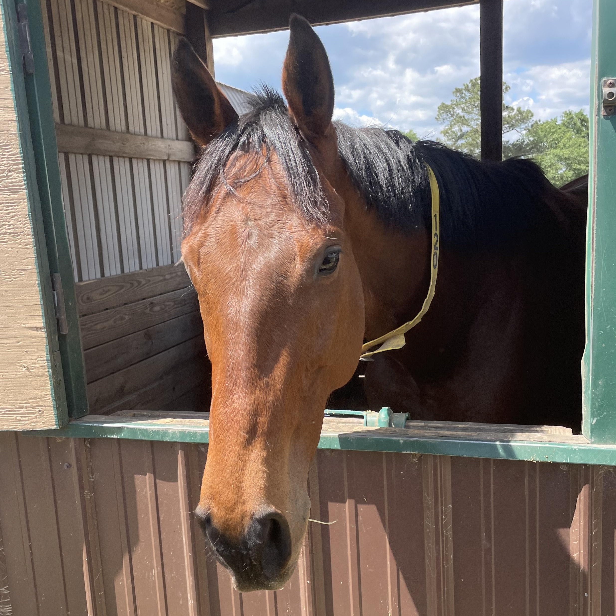 Enlarge Adios Papa Chico, a Adoptable Thoroughbred in Aiken, SC image 1/1