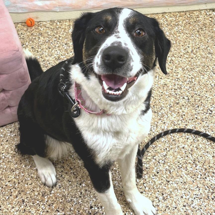 Freya, Adoptable, Adult Female Mixed Breed.