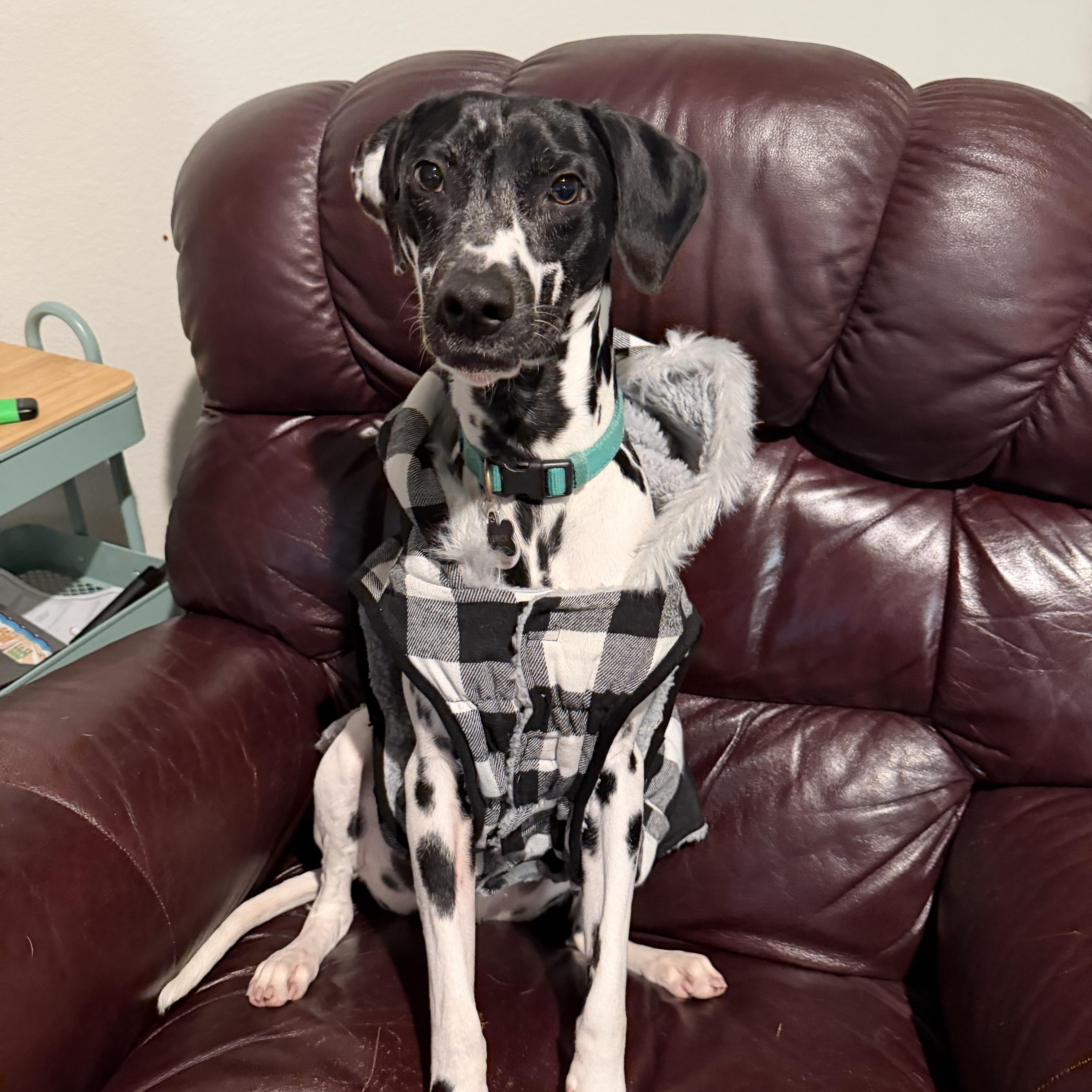 Maverick-ADOPTION PENDING, an adopted Dalmatian in Cleveland, TX image 2/3