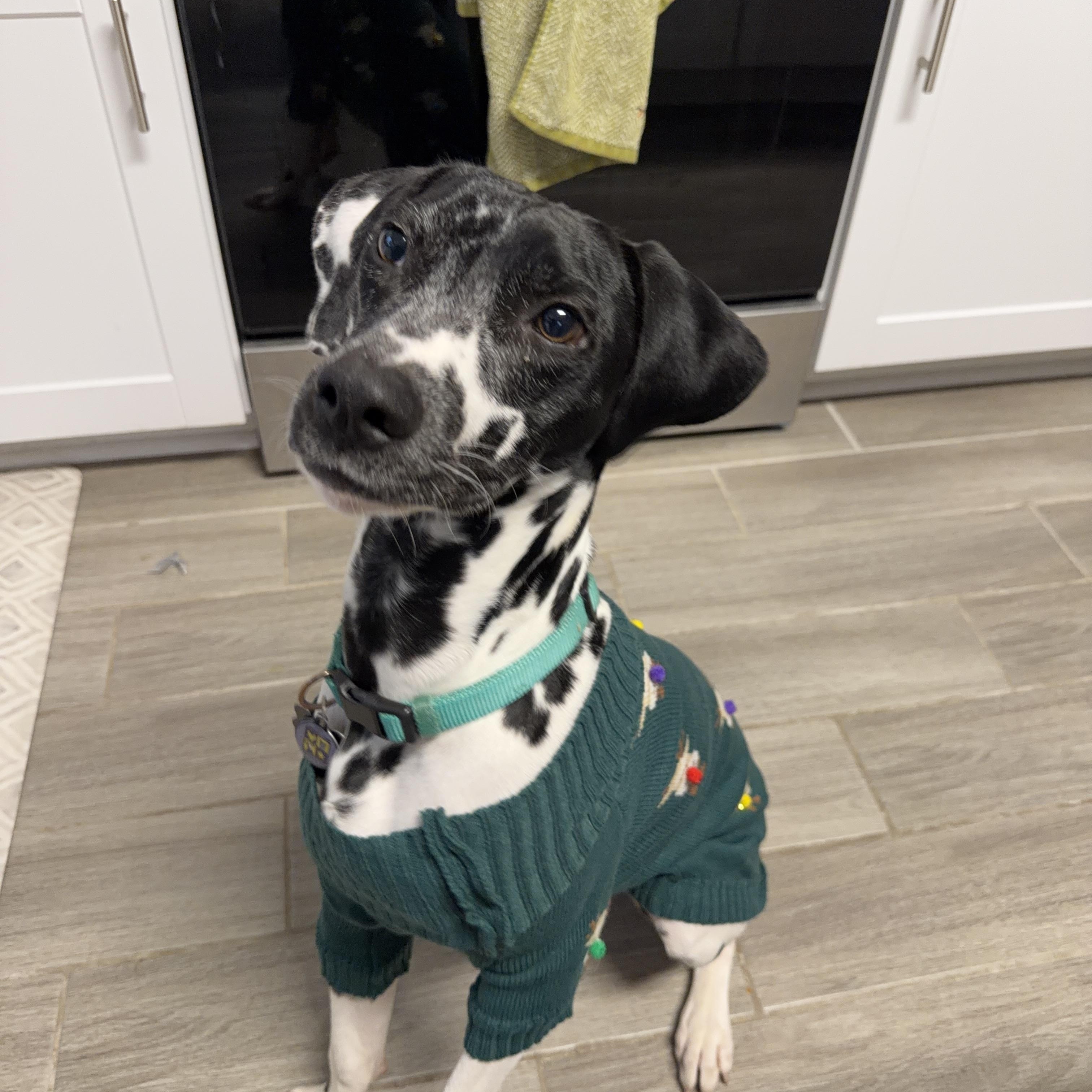 Maverick-ADOPTION PENDING, adopted, Young Male Dalmatian.