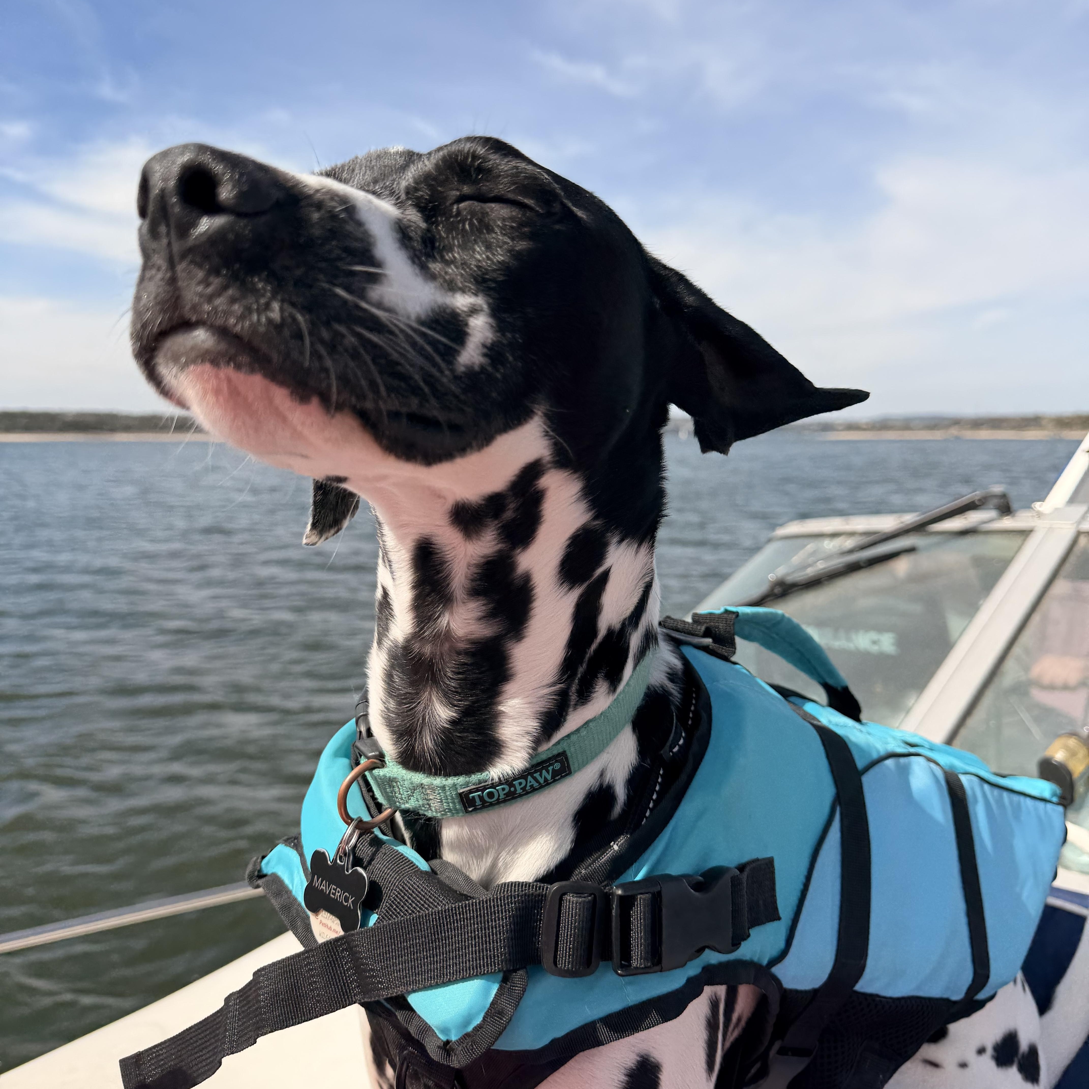 Maverick-ADOPTION PENDING, an adopted Dalmatian in Cleveland, TX image 3/3