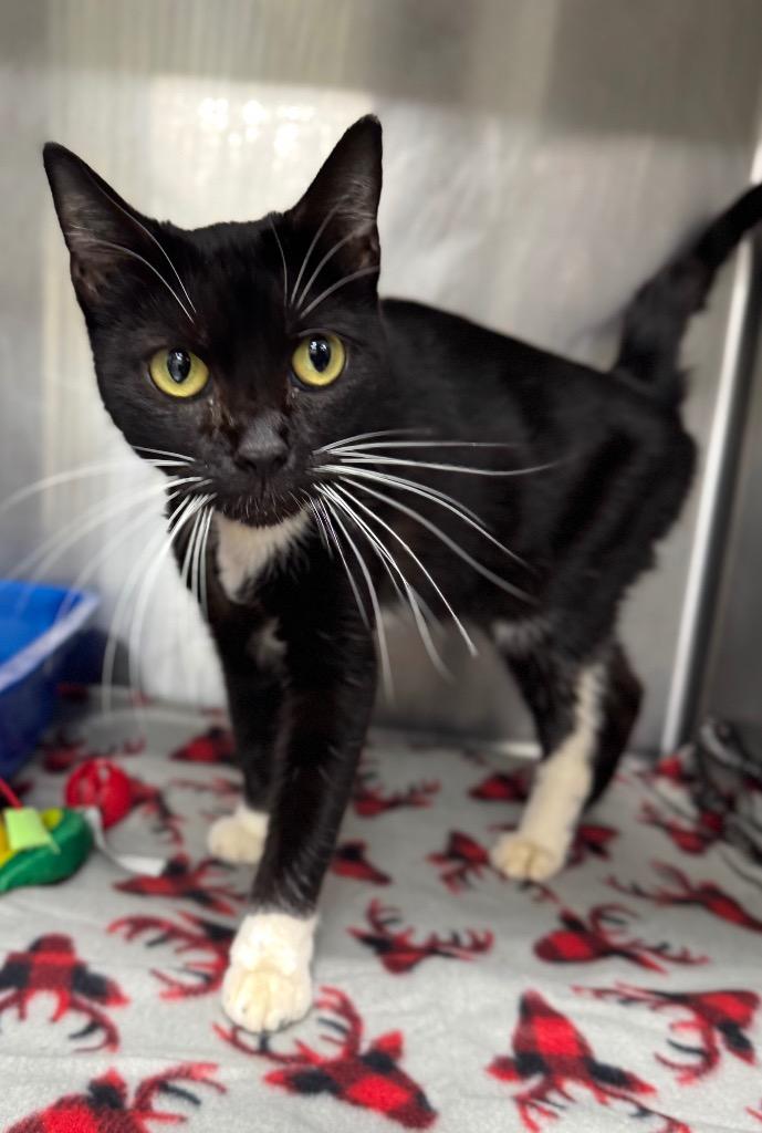 Whiskey, Adoptable, Young Female Domestic Short Hair.