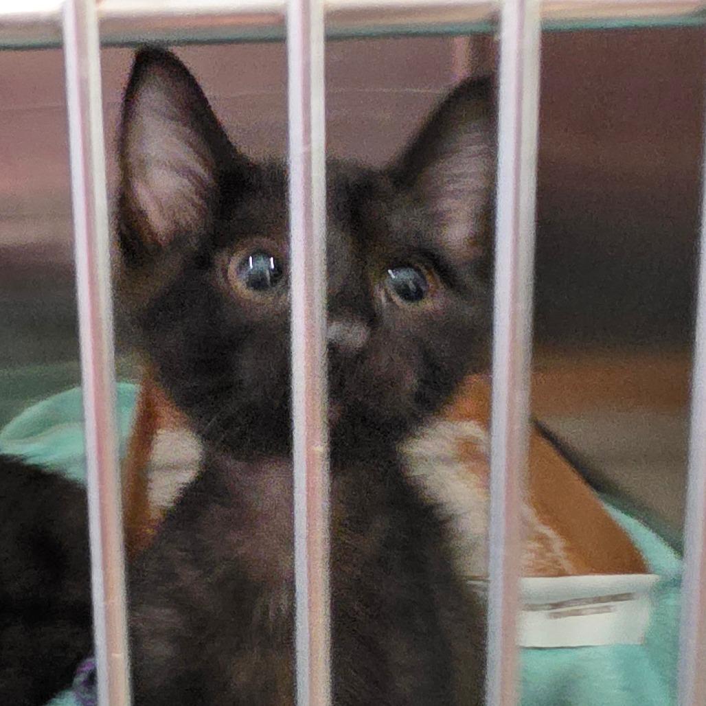 Jungle Jim, Adoptable, Kitten Male Domestic Short Hair.