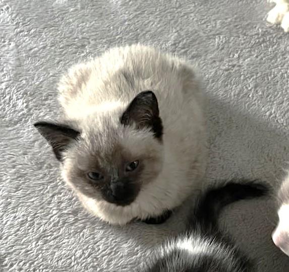 Wolf     (Bonded to Saben), an adoptable Ragamuffin, Ragdoll in Ypsilanti, MI, 48197 | Photo Image 3