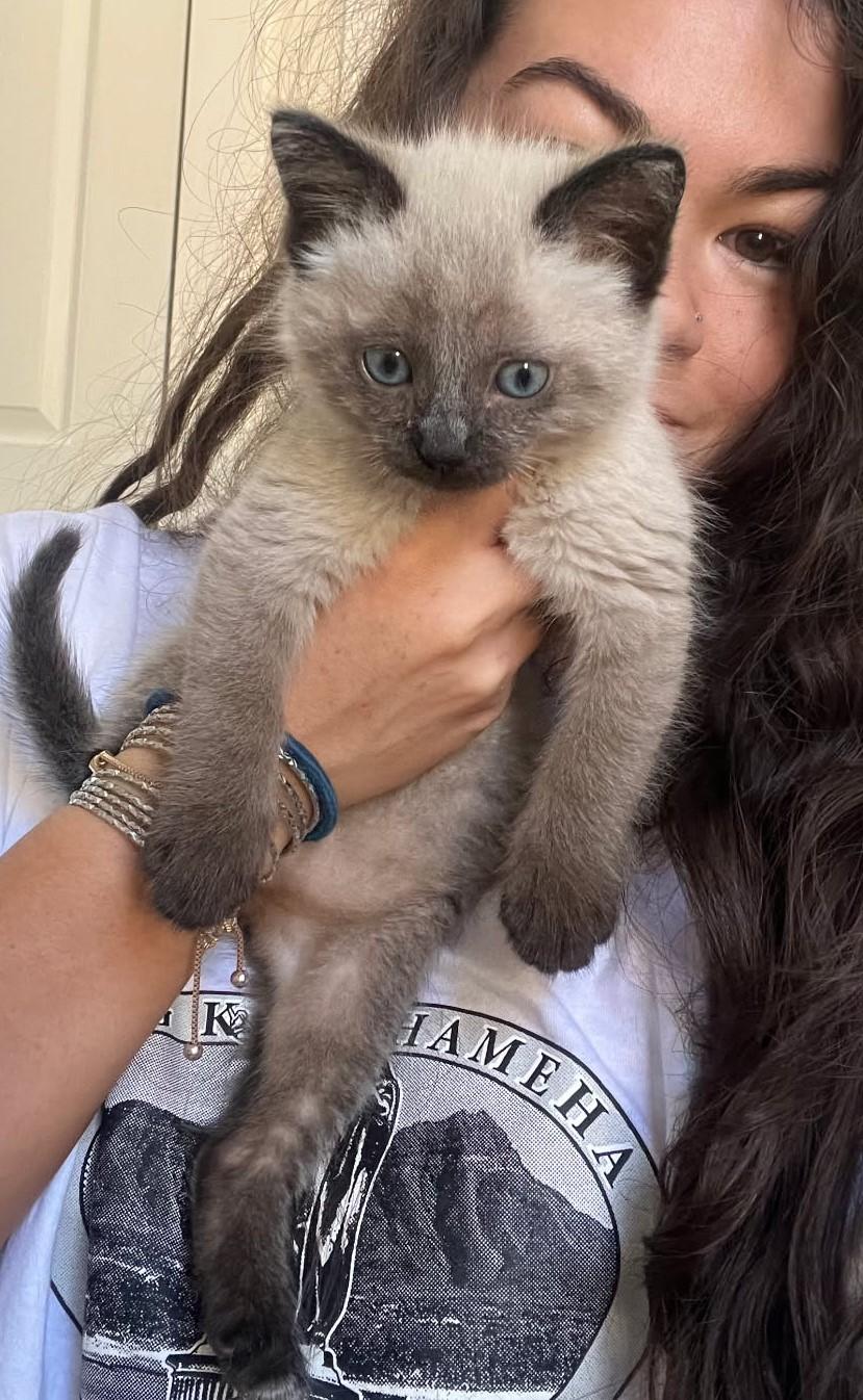 Wolf     (Bonded to Saben), an adoptable Ragamuffin, Ragdoll in Ypsilanti, MI, 48197 | Photo Image 1