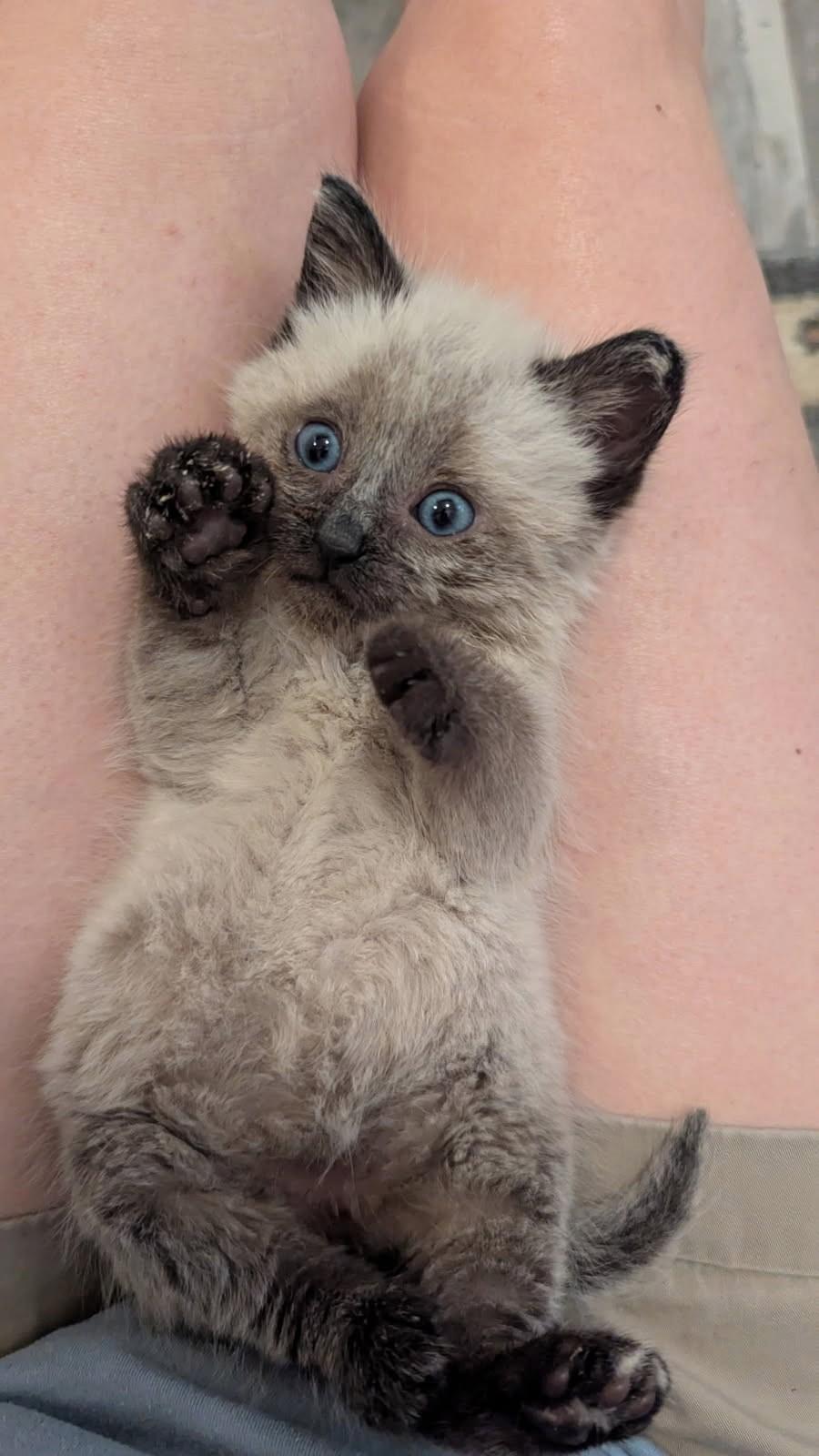 Wolf     (Bonded to Saben), an adoptable Ragamuffin, Ragdoll in Ypsilanti, MI, 48197 | Photo Image 2