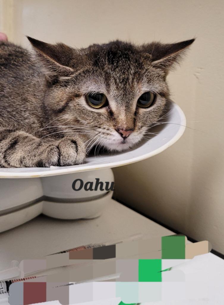 Oahu, Adoptable, Adult Female Domestic Short Hair.