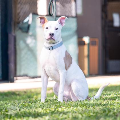 Pauly D., Adoptable, Young Male Pit Bull Terrier & Mixed Breed.