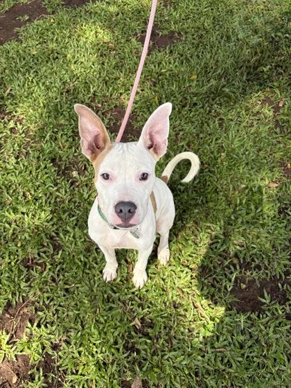 Pauly D., Adoptable, Young Male Pit Bull Terrier & Mixed Breed.