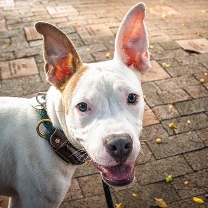 Pauly D., a Adoptable mixed breed in Honolulu, HI image 3/6
