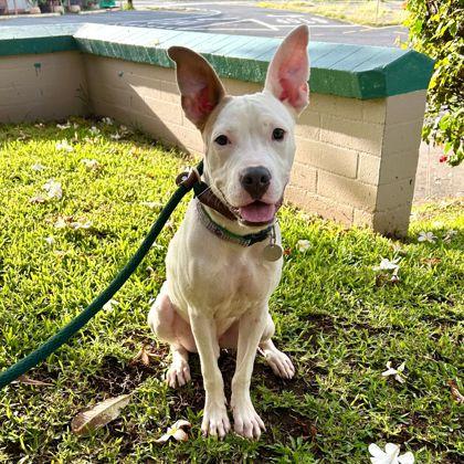 Pauly D., a Adoptable mixed breed in Honolulu, HI image 4/6
