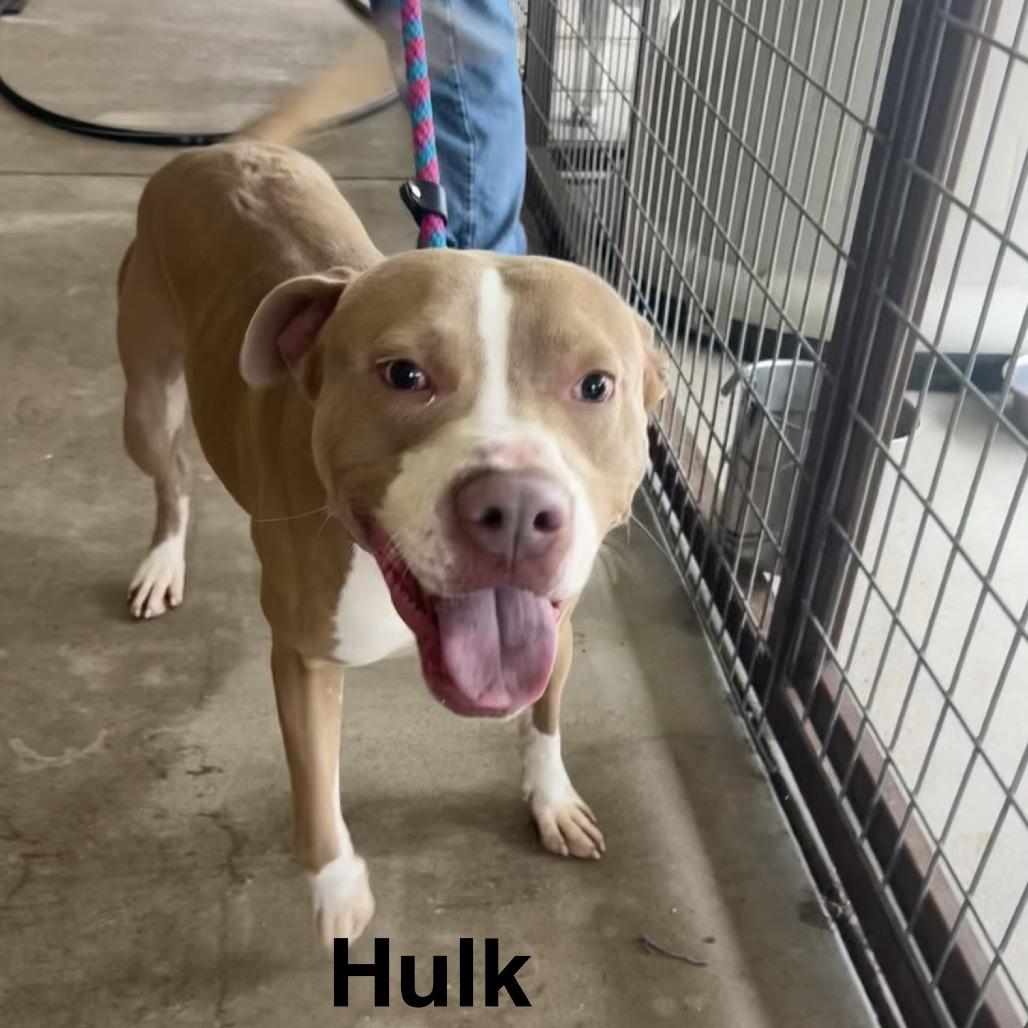 Hulk, Adoptable, Adult Male Pit Bull Terrier.