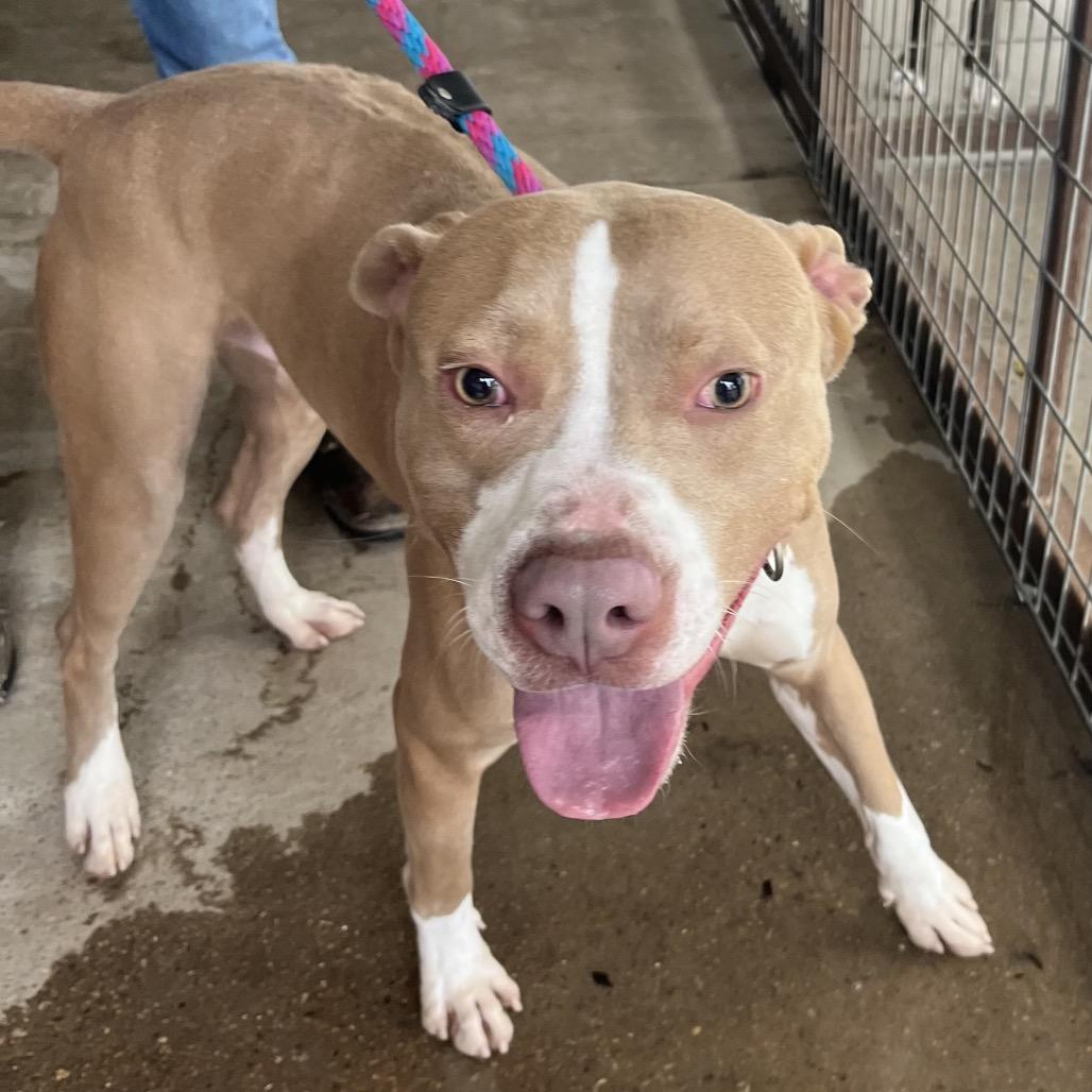 Enlarge Hulk, a Adoptable mixed breed in Palestine, TX image 2/3