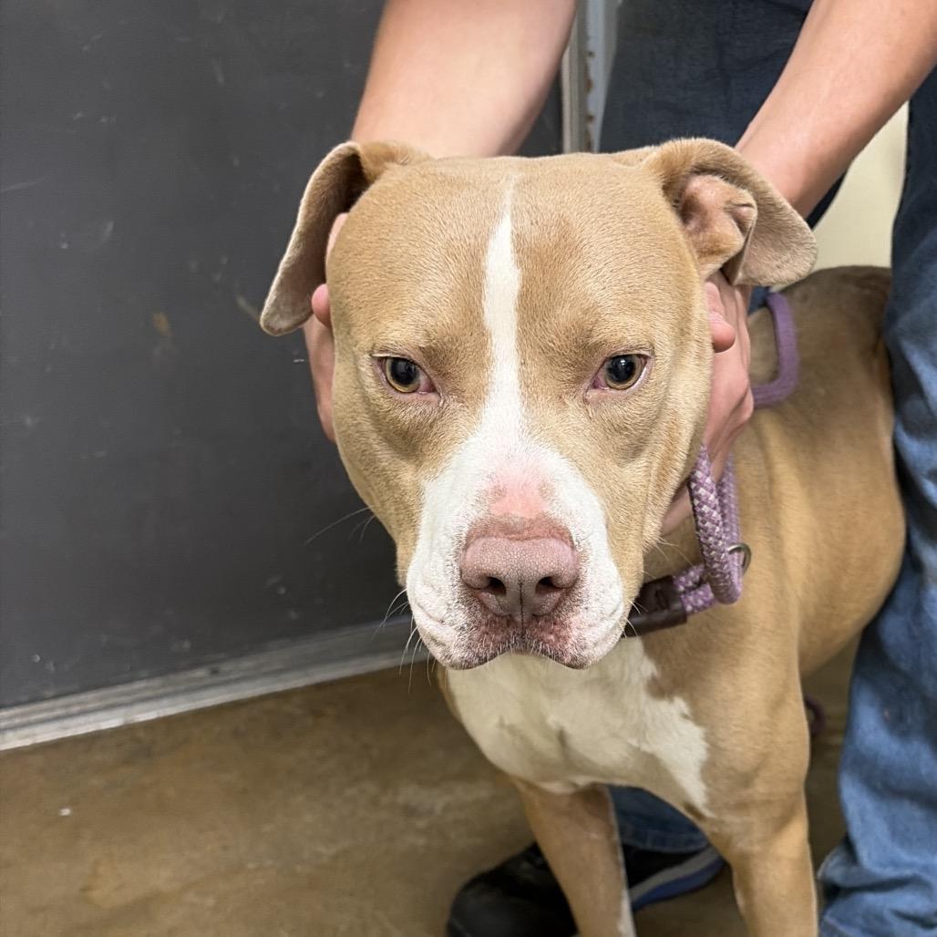 Enlarge Hulk, a Adoptable mixed breed in Palestine, TX image 3/3