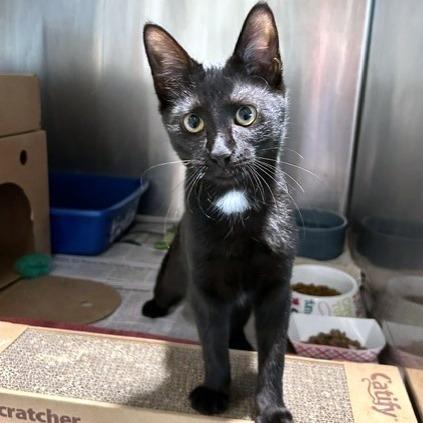 Temu, a Adoptable Domestic Short Hair in Novelty, OH image 1/5