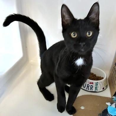 Temu, a Adoptable Domestic Short Hair in Novelty, OH image 2/5