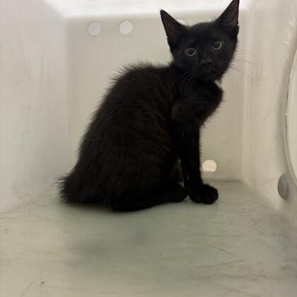 Temu, Adoptable, Kitten Female Domestic Short Hair.