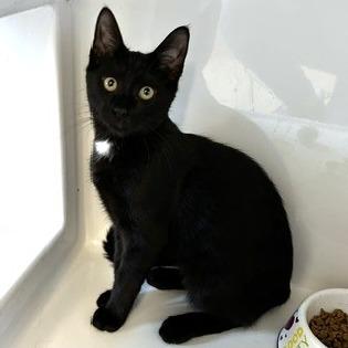 Temu, a Adoptable Domestic Short Hair in Novelty, OH image 4/5