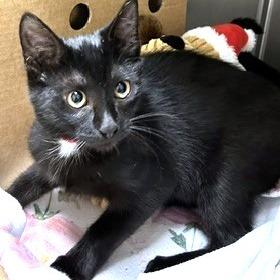 Enlarge Temu, a Adoptable Domestic Short Hair in Novelty, OH image 2/2