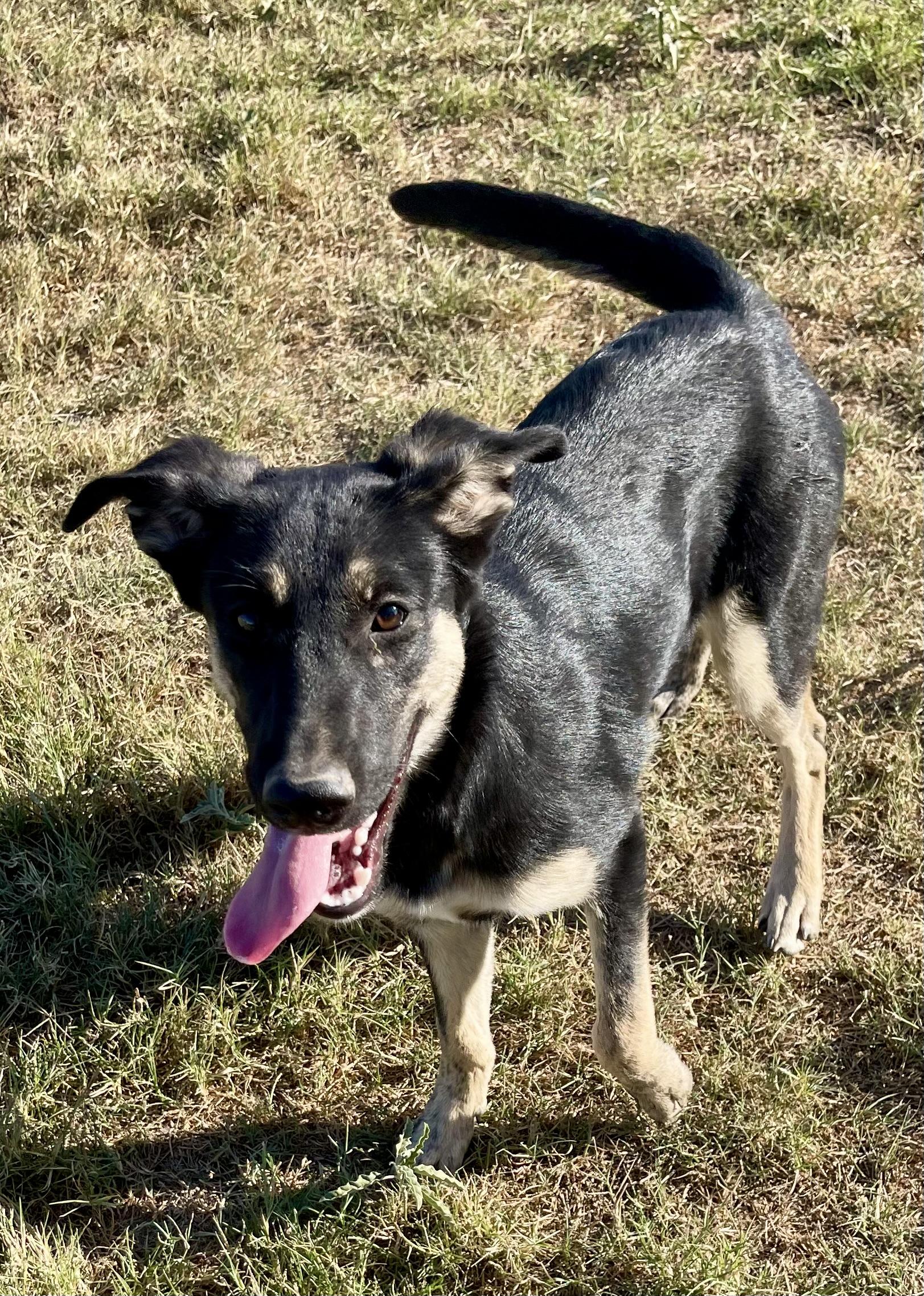 Robin, Adoptable, Young Female Siberian Husky.