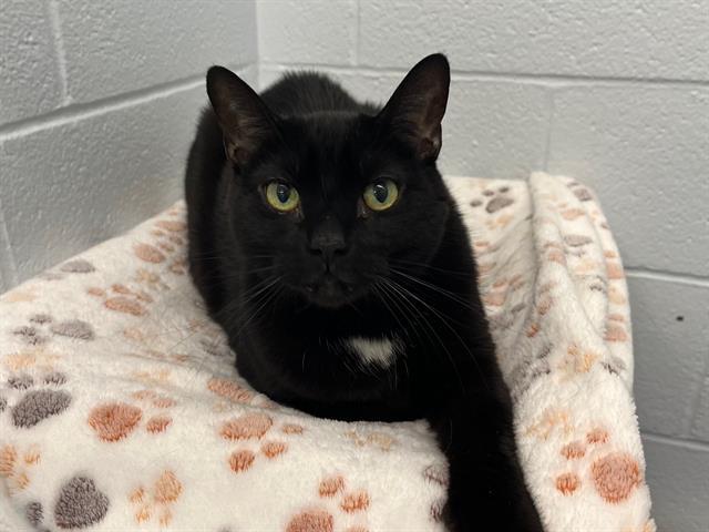 A1031111, Adoptable, Adult Male Domestic Short Hair.