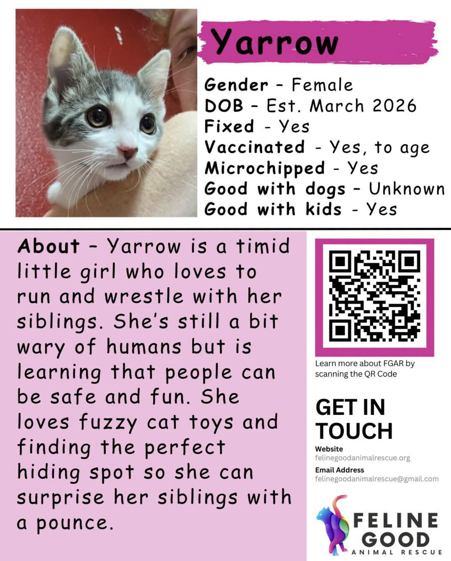 Enlarge Yarrow, a ADOPTABLE Domestic Short Hair in Eugene, OR image 3/3