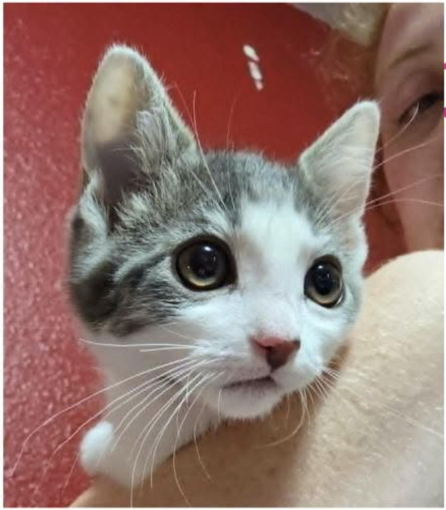 Yarrow, ADOPTABLE, Kitten Female Domestic Short Hair.