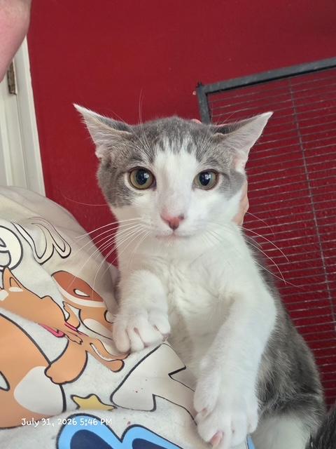 Enlarge Yarrow, a ADOPTABLE Domestic Short Hair in Eugene, OR image 2/3